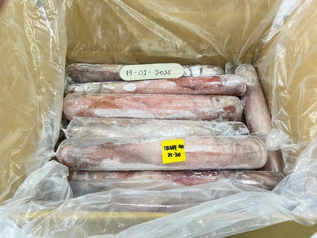 Squid Loligo IQF, IWP Type Frozen Grade Premium Shape Whole Round Processing Type IQF Content 100% Net Weight Place of Origin - Image 4