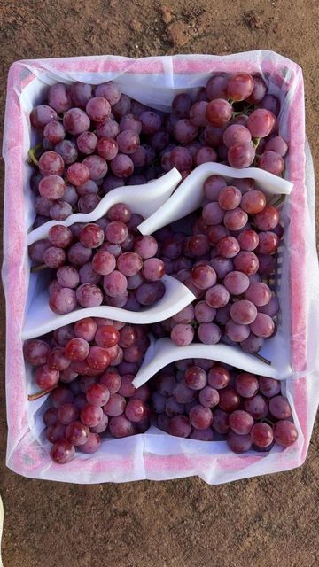 High Quality Sweet Red Globe Grapes Supplier from China Grade A/AB Shape Round Berry Drop Minimal Storage Type 0-2°C Taste Sweet and Juicy - Image 3