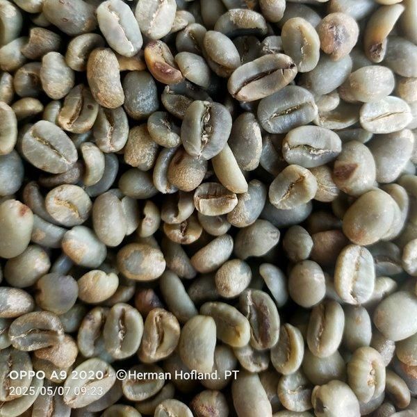 Arabica Coffee Bean Grade 1 Weight 60 Kg Variety Arabica Maturity Level 98% Shelf Life 6 Month Packaging Jute Bag Processing Type - Image 1