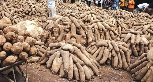 FRESH GRADE A YAM SOURCING AGENT - Image 1
