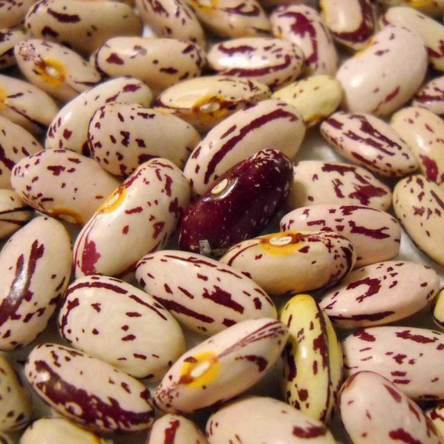 Quality Dehydrated Legume Supply Containing Sugar Beans Prepared For Overseas Buyers With Clean Handling - Image 3