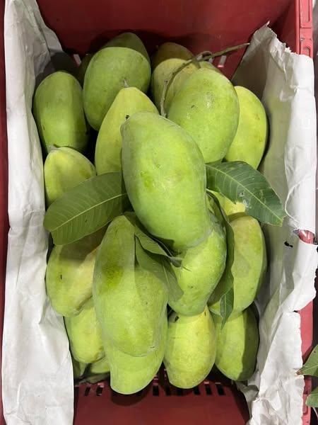 Thai Mango (Kaew Kamin) - Image 4