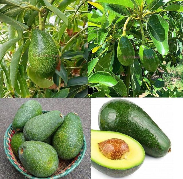 Fresh Avocado / Hass Avocado/Fuerte Avocado Fruit - Image 3