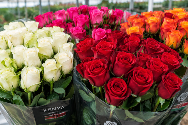 Premium Roses - Image 1