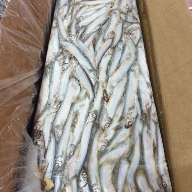 Hot Sale Frozen Capelin Fish - Image 2