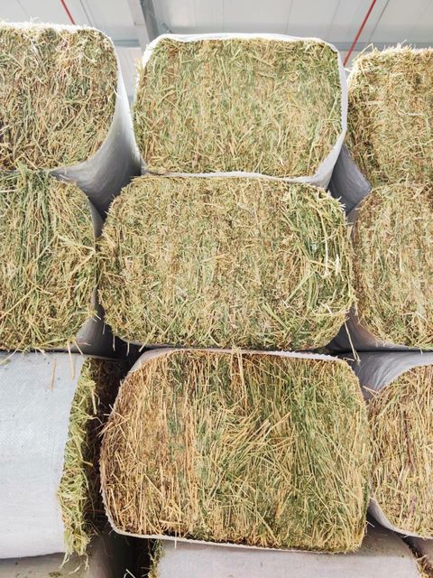 Argentinian Alfalfa - Sun dried - Premium Quality - Green Packaging Bale Quality Premium Color Dry green Origin - Image 5