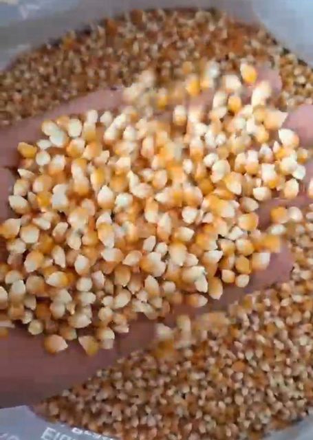 Raw whole Popcorn kernels (Butterfly type) Price is per MT - Image 1