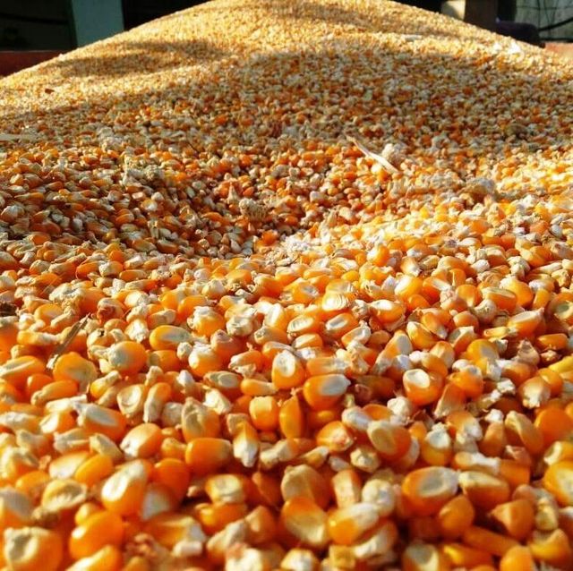 High Grade Brazilian Corn frozenchickenexports.com - Image 3