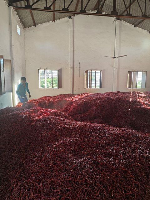 Dry chillies Features Ipm Product Type Spices Color Varies By Variety Color Value Varies By Variety Pungency SHU Levels, Shu Levels - Image 3