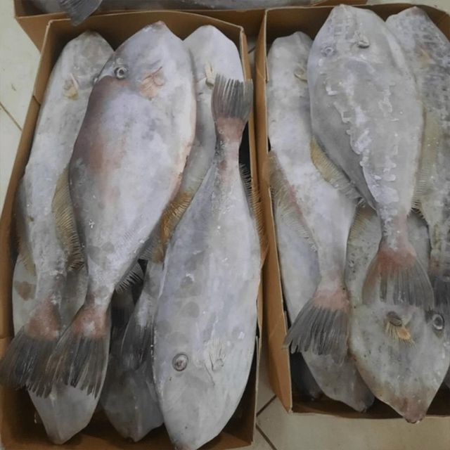 leather jacket fish Weight 0.3–1.2 Kg Family Monacanthidae Common Name Leatherjacket, Jacket Fish Average Size 20–40 Cm - Image 1