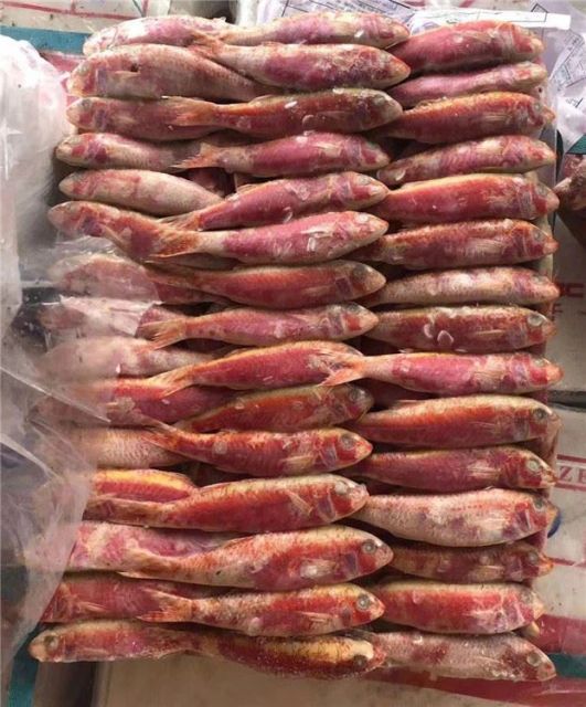 Red mullet Color Red Form Frozen for sale - Image 4