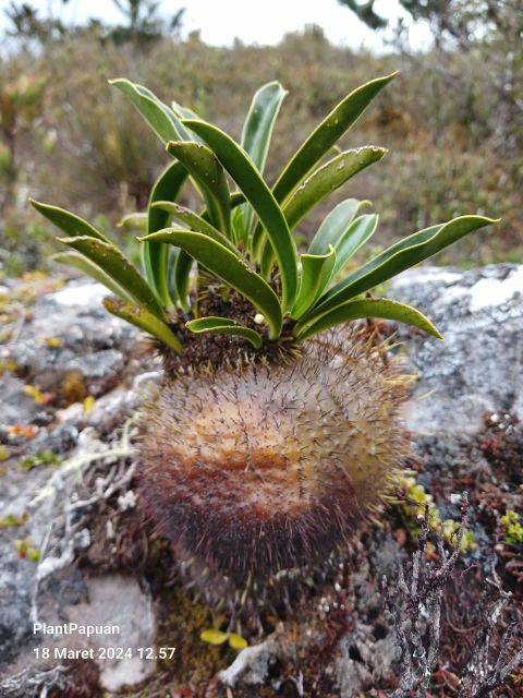 Live Myrmecodia brassii (Ant Plant) from Wamena, Papua - Image 4