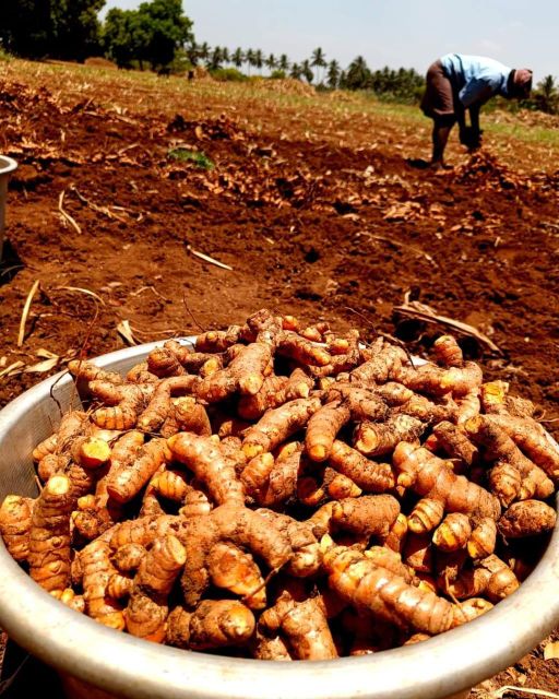 Organic Turmeric Finger - Image 1