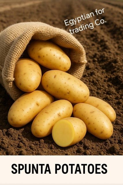 potato - Image 3