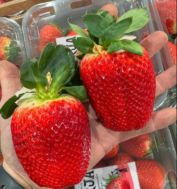 Ripe Large Strawberries,Red Delicious Strawberry Excellent Presentation Ready Export - Image 4
