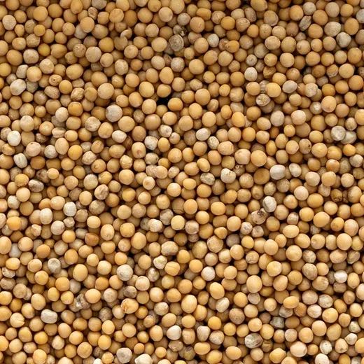 Top Quality Mustard Seeds for sale - Image 5