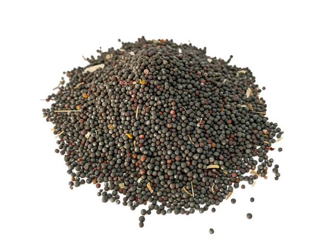 Dried Canola Seeds Isolated on White. Bunch of Seeds on a White . - Image 3