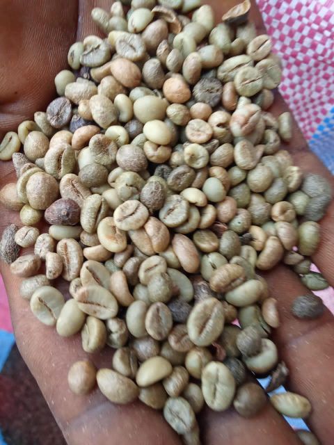 Coffee beans Robusta - Image 1
