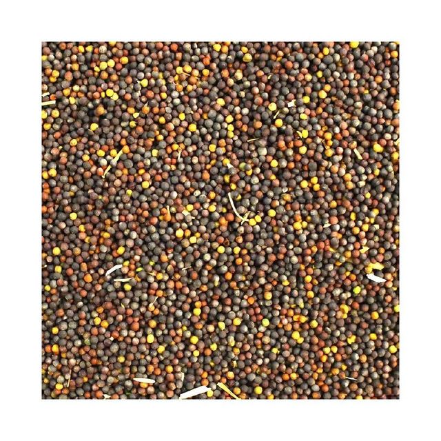 Canola seeds available for sale in bulk for oil extraction and animal feed industries High quality canola seeds offered at wholesale price - Image 5