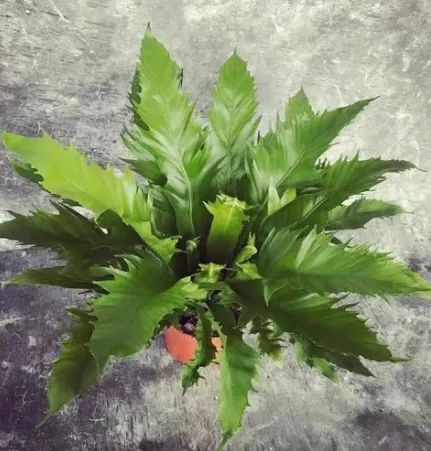 Ornamental Plant Bonsai Sword Fern Size Middle Origin Xiamen Scent Odorous Specification 12cm Type Potted Flowers Model NO. Sword Fern - Image 6