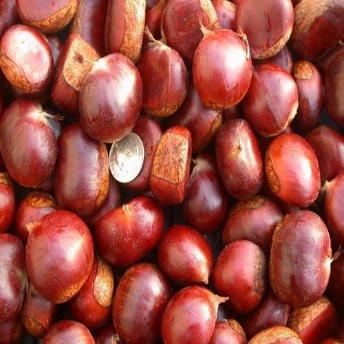 Organic Raw Chestnuts Whole & Unpeeled Bulk Nut Supply for Baking Boiling Roasting Cheap Wholesale Deal - Image 1
