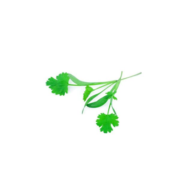 Excellent Quality Fresh Raw Organic Natural Coriander Seeds for Immunity Support Nutritional Products Worldwide Supply Available Excellent Quality Fresh Raw Organic Natural Coriander Seeds for Immunity Support Nutritional Products Worldwide Supply Available - Image 3