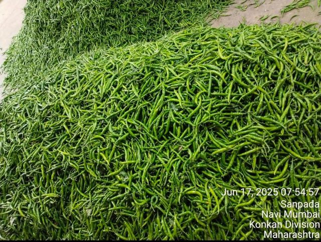 fresh green chilli – product photo 2, product detail gallery