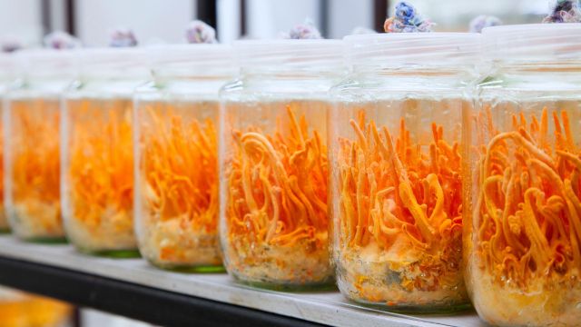 High Potency Dried Cordyceps Militaris Superfood Mushroom for Immunity and Energy Support - Image 3