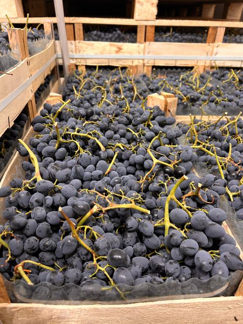 Fresh Black Grapes Shape coni Box Weight 9.5 Kg Boxes Per Pallet 96 Packaging Wooden Boxes Place of Origin Moldova Pallet Type Euro Pallet - Image 2