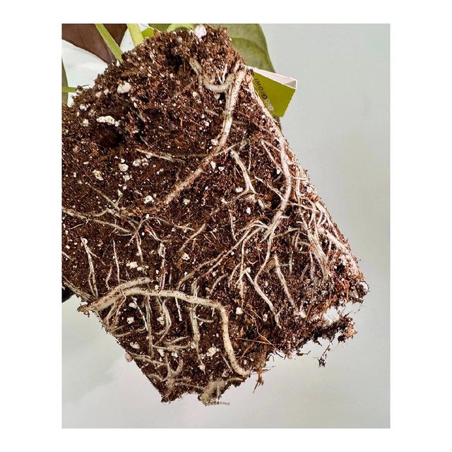 Wholesale peat moss available for potting soil and plant growth applications Premium quality peat moss - Image 5