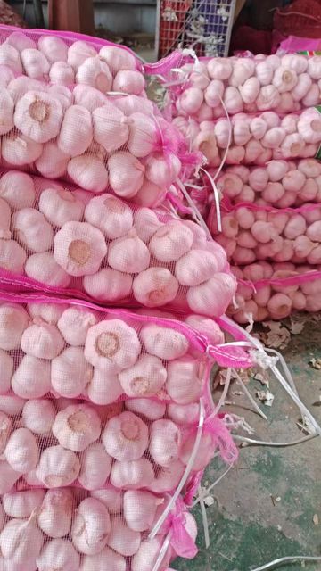 Garlic Grade AAA Aroma Strong Flavor Pungent Brand Name STAR Storage Type Cold storage Place of Origin Shandong, China Packaging 2.5/2.6/2.7/10/20KG N.W. mesh bag - Image 4