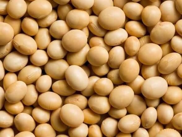 Soyabeans - Image 4