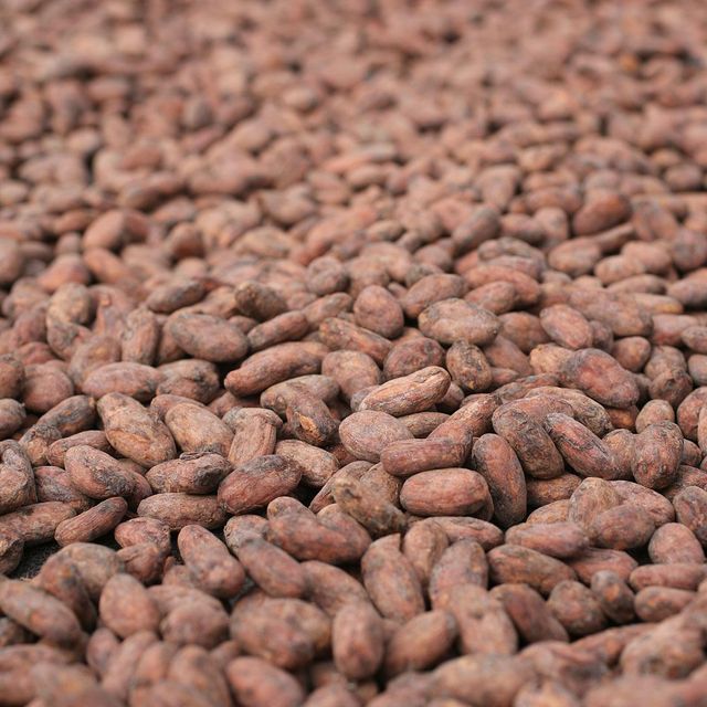 Best Quality Cocoa Beans Dried Raw Cacao Fermented Cocoa Beans at Wholesale Price - Image 3