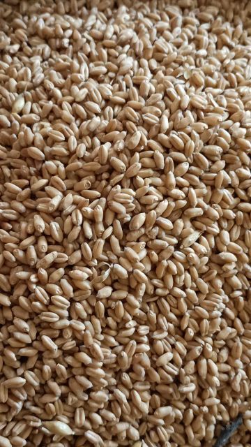 Wheat Grain - Image 1