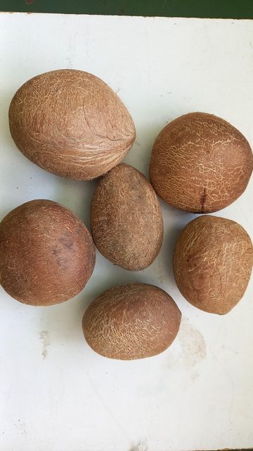 dried coconut copra or desiccated coconut (Power) - Image 1