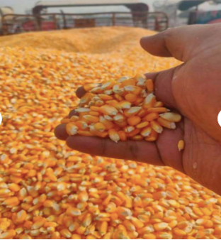 Cheap Dried Yellow Corn Online/ Dry Corn / Buy Dried Corn Maize/ Maize Yellow Corn Manufacturers / Non-GMO Dried Corn - Image 5