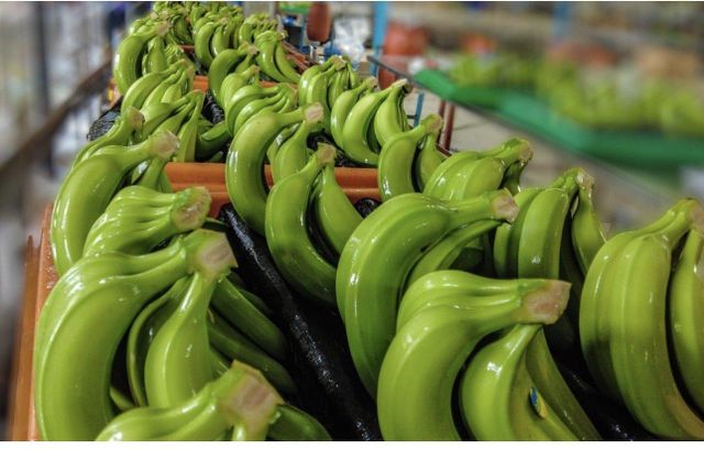 Cavendish Banana - Image 2