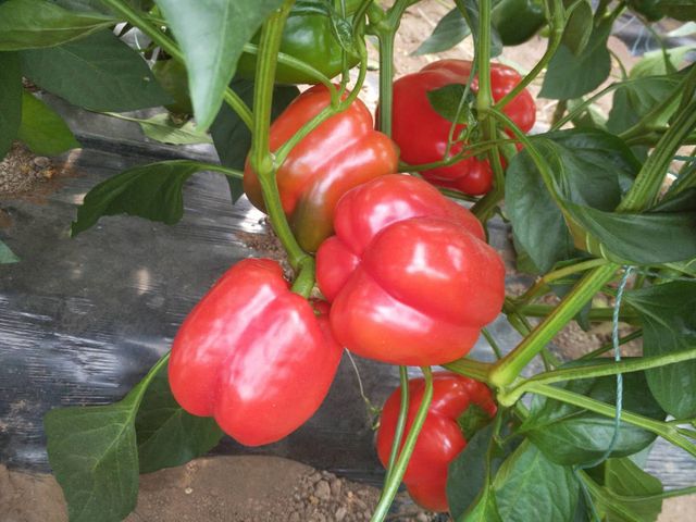 China Origin Red Yellow Green Fresh Colorful Bell Pepper Type common Style Fresh Ingredients No Model Number 001 Shelf Life 20 - Image 6