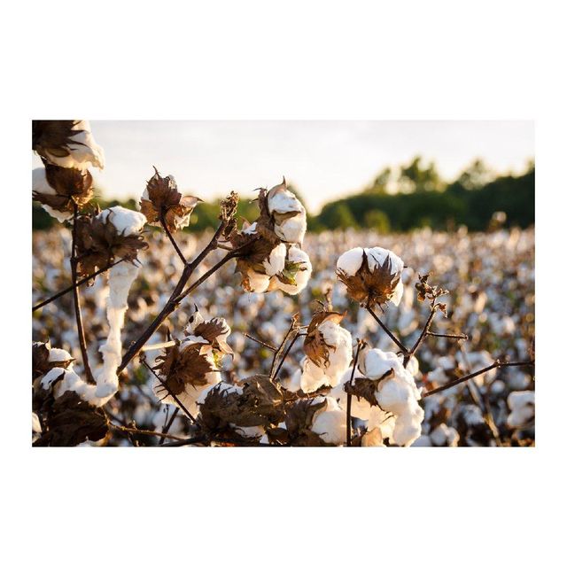Cotton Seeds bulk supply wholesale deals fast delivery high-quality stock available - Image 1