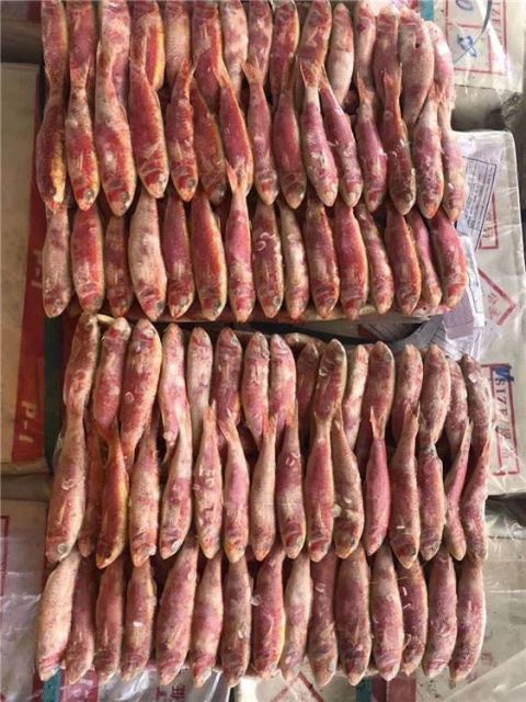 Red mullet Color Red Form Frozen for sale - Image 2