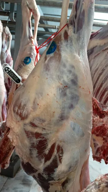 100%  Fresh Chilled Bull Beef - Image 3