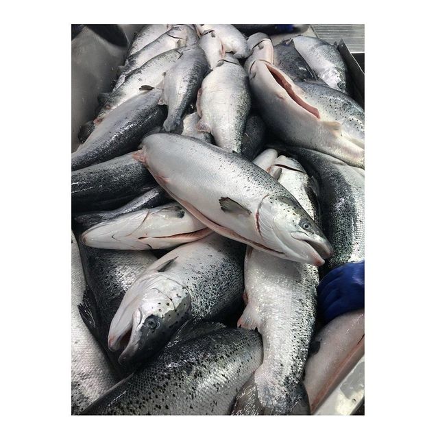 Hot Sale Price Of FRESH NORWEGIAN SALMON 1 KG For Sale - Image 2