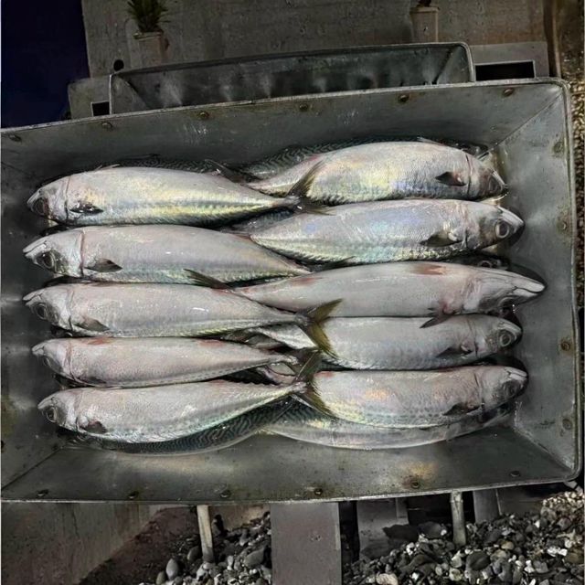 Frozen Mackerel Fish Premium Seafood Resource With Natural Omega 3 Content And Hygienic Frozen Handling Standards - Image 5