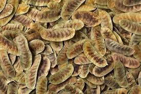 Senna Pods (Cassia angustifolia), Premium Export Quality, India - Image 3