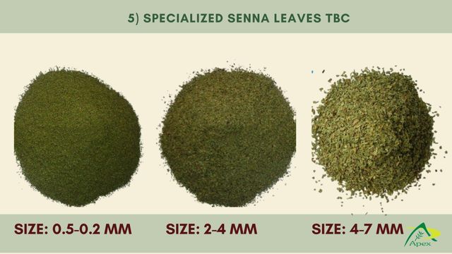 senna leaves bulk supplier from india Color green Material leaves Grade No.2 & No.3 Shelf Life 3 years Brand Name Apex Senna - Image 5