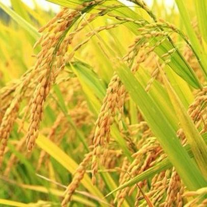 Direct from Vietnam High Quality Fresh Grade White Jasmine Rice Dried and Soft Best Price with Free Tax - Image 4