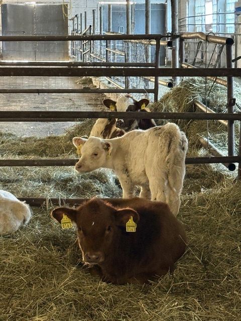 Live Calves, Dairy & Beef Breeds, From 14 Days Type Live Animals Quality Export Quality Place of Origin Latvia Weight (kg) 50 kg and - Image 2