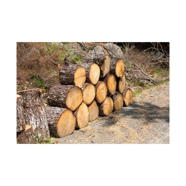High-quality Pine Logs for sale in bulk at competitive prices - Image 3