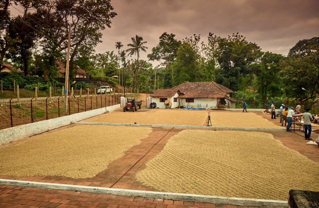 Robusta cherry AA - Image 3