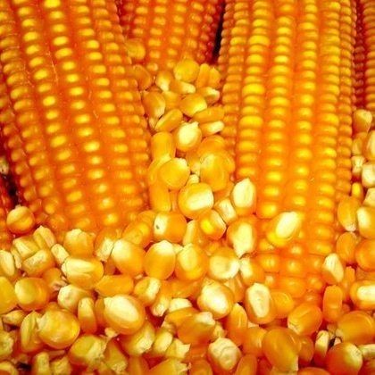 Yellow Corn & White Corn/Maize for Human & Animal Feed FOR SALE/GRADE 1 Non GMO White and Yellow Corn/Maize – product photo 3, product detail gallery